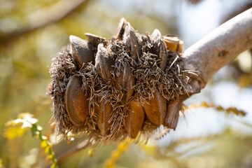 The seed pod of Banksia Speciosa (Showy Banksia) 