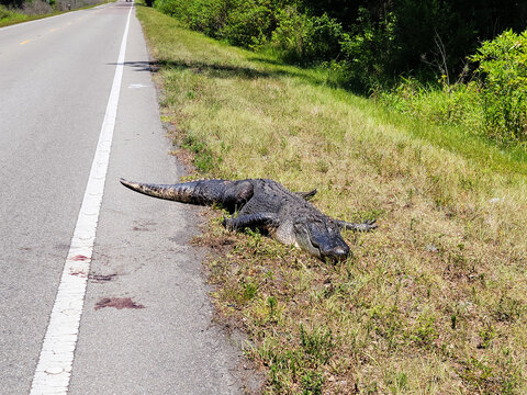 Dead Alligator On Country Road