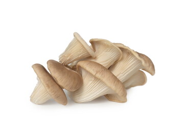 Indian Oyster Mushroom (Phoenix Mushroom or Lung Oyster) isolated on white background.