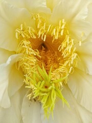 Dragon fruit is the fruit of several types of cacti from the genera Hylocereus and Selenicereus. This fruit comes from Mexico, Central America and South America but is now also cultivated in Asian 