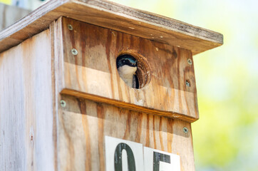 A tree swallow peeks out of its birdhouse. 