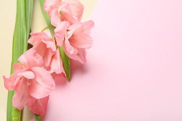 Gorgeous gladiolus flowers on pink background