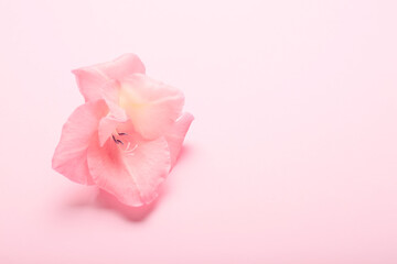 Gorgeous gladiolus flower on pink background