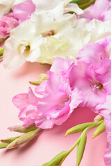 Beautiful gladiolus flowers on color background, closeup