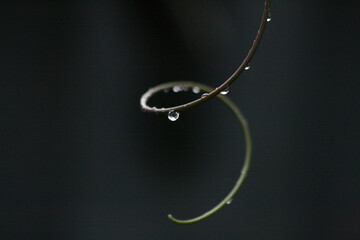 Drops of rain on a passionfruit vine
