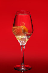 Beautiful gold fish in glass on color background