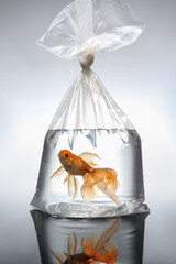 Beautiful gold fish in plastic bag on light background