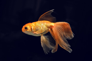 Beautiful gold fish on black background