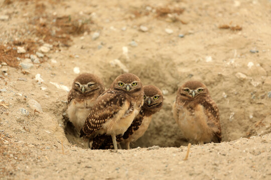 Burrowing Juvenile Owls in Southern California in Their Wild Habitat
