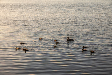A family of ducks, a duck and its little ducklings are swimming in the water. The duck takes care of its newborn ducklings. Mallard, lat. Anas platyrhynchos