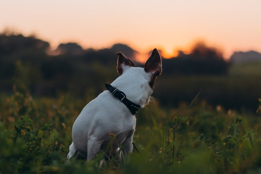 dog jack russell terrier for a walk in the field during sunset