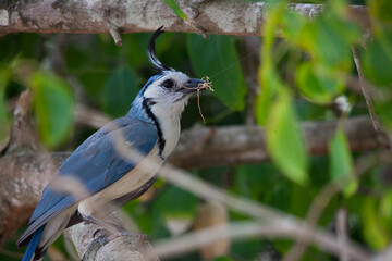 Oiseaux au Costa Rica