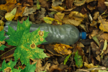 Environmental pollution. Plastic bottle in the forest in the fallen yellow foliage in autumn. concept of nature protection and ecology.