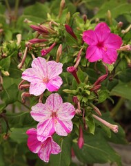 Four O'Clocks (Mirabilis jalapa) ornamental pink and white flowers