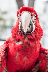 Red Parrot Portrait Front View Close-Up