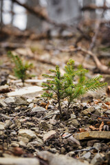 Young spruce sapling growing between stones.