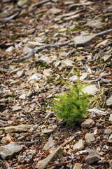 Young spruce sapling growing between stones.