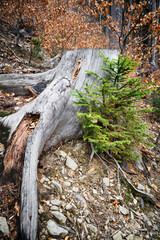 Young spruce sapling growing near a dry stump.