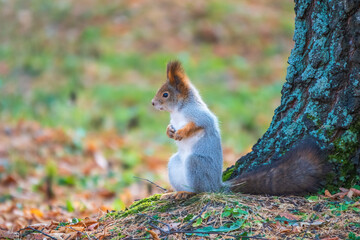 Autumn Squirrel standing on its hind legs on on green grass with fallen yellow leaves