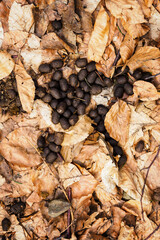Venison feces lying on beech leaves.