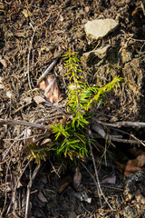 Young fir tree growing in nature on a hillside.