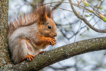 The squirrel with nut sits on a branches in the spring or summer.