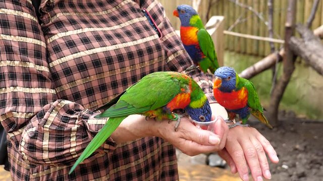 Close up of woman's hands holding cup with liquid food and tropical birds, rainbow lorikeet parrots are drinking nectar.