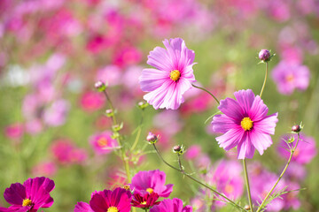 Fototapeta premium コスモス