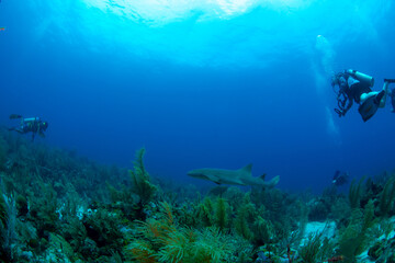 scuba diver and coral reef