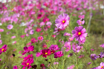 Naklejka premium コスモス