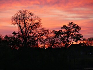 Fototapeta na wymiar Fiery sunset skies silhouetted against the trees