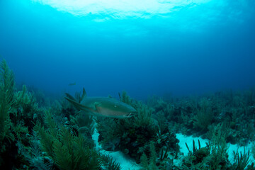 Fototapeta na wymiar a nurse shark swimming over the reef