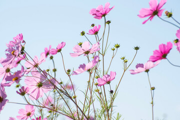 コスモス