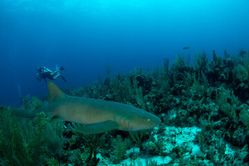 Fototapeta na wymiar Nurse shark swimming over the reef 
