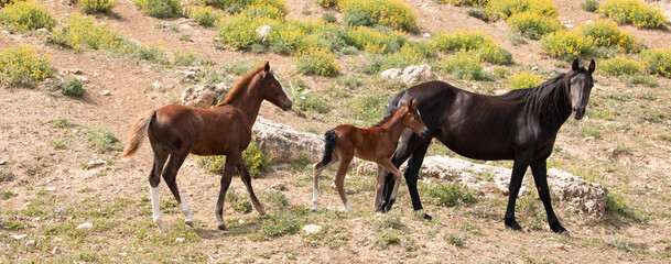 Mustang Wild Horse Mare watchful mother with her baby bay foal and yearling colt in the Pryor...