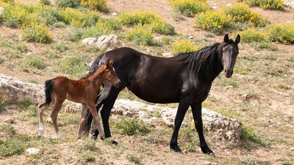 Feral Wild Horse Mustang Mare mother with her bay foal in the Pryor Mountains Wild Horse Refuge...