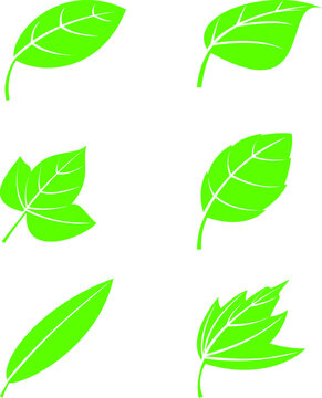 six kinds of leaf icon image by vector design