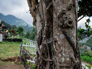 details of banyan tree bark with plastic cups tucked in between
