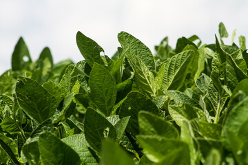 Plantação de soja. Rio Grande do Sul. Brasil (soy plantation)