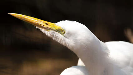Garça Branca - Ardea alba