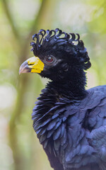 close up of a bird