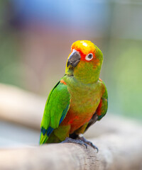 blue and yellow macaw