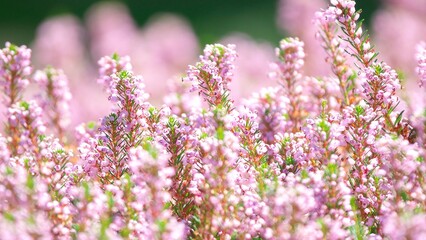 香り漂うエリカの花園