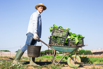 Amateur grower working on vegetable garden on summer day, carrying wheelbarrow with gathered green...
