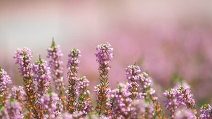 香り漂うエリカの花園