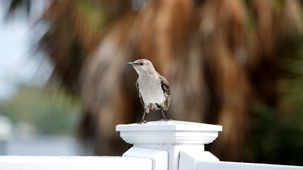 Northern mockingbird (Mimus polyglottos) perched on a railing in a backyard in Panama City, Florida, USA