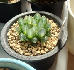 ハオルチア