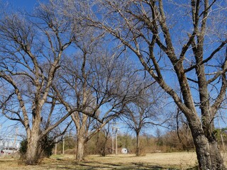 Obraz premium Leafless trees by the roadside on a winter day