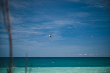 Bird over the sea - Aguadilla, Puerto Rico