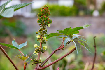 Castor oil plant (Ricinus communis),  fruits, highly toxic.